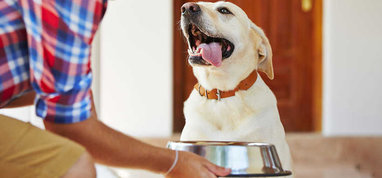 animal hospital nutritional counseling in Berkeley