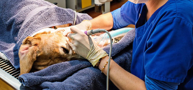  animal hospital veterinary operation