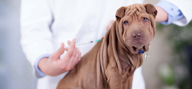 dog vaccination procedure in 