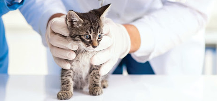spay and neuter care