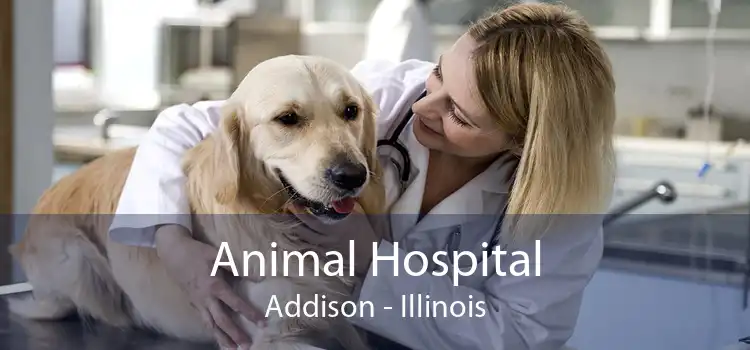 Animal Hospital Addison - Illinois