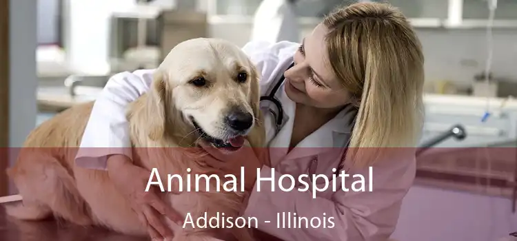 Animal Hospital Addison - Illinois