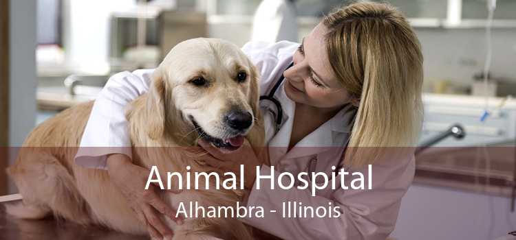 Animal Hospital Alhambra - Illinois