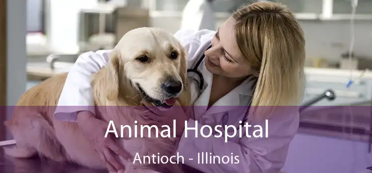 Animal Hospital Antioch - Illinois