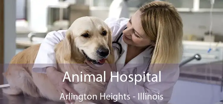 Animal Hospital Arlington Heights - Illinois