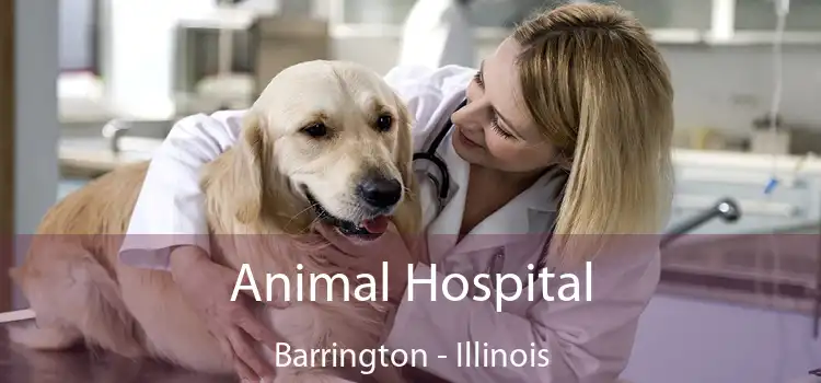 Animal Hospital Barrington - Illinois