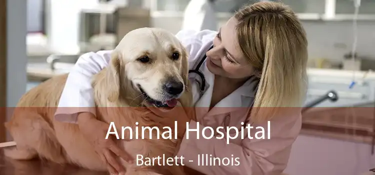 Animal Hospital Bartlett - Illinois