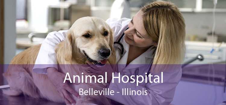 Animal Hospital Belleville - Illinois