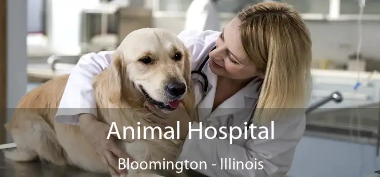 Animal Hospital Bloomington - Illinois