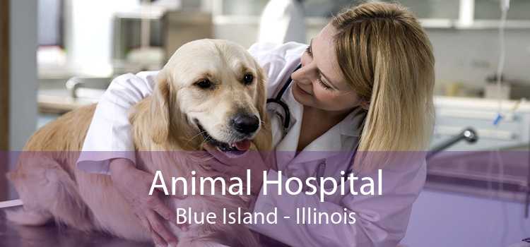Animal Hospital Blue Island - Illinois