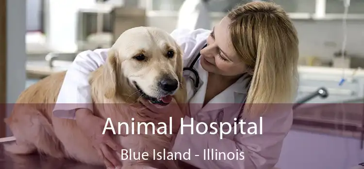 Animal Hospital Blue Island - Illinois