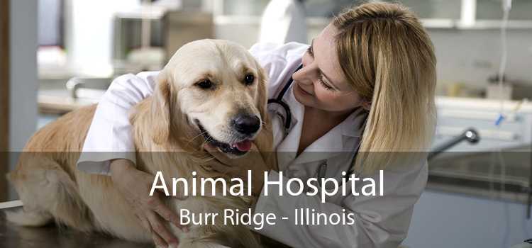 Animal Hospital Burr Ridge - Illinois