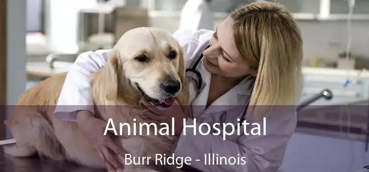 Animal Hospital Burr Ridge - Illinois