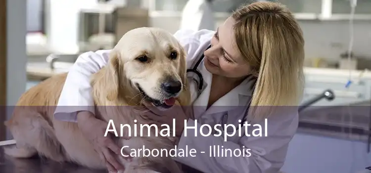Animal Hospital Carbondale - Illinois