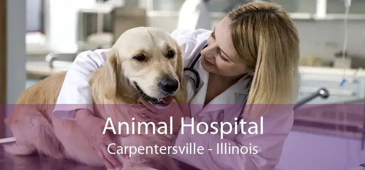 Animal Hospital Carpentersville - Illinois