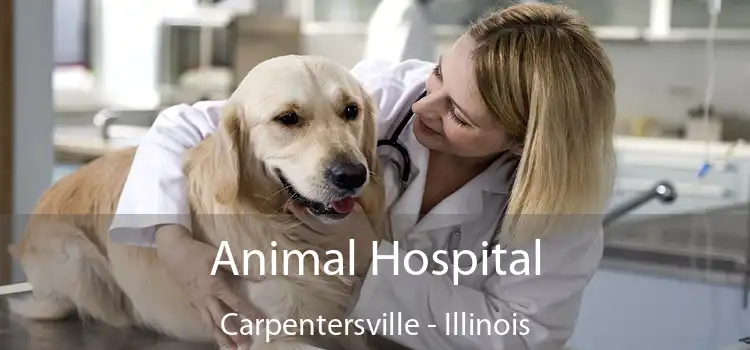 Animal Hospital Carpentersville - Illinois