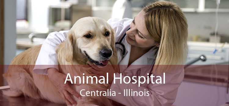 Animal Hospital Centralia - Illinois