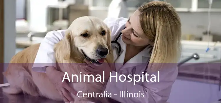 Animal Hospital Centralia - Illinois