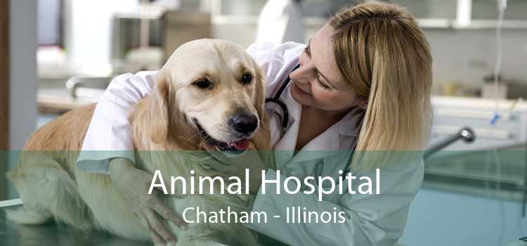 Animal Hospital Chatham - Illinois