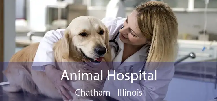 Animal Hospital Chatham - Illinois