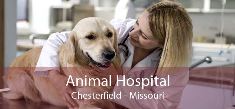 Animal Hospital Chesterfield - Missouri