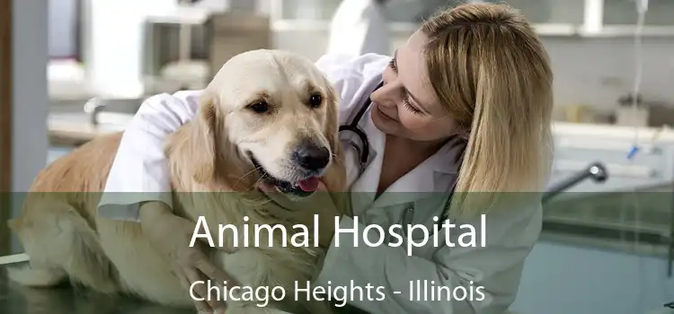 Animal Hospital Chicago Heights - Illinois