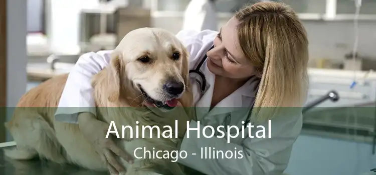 Animal Hospital Chicago - Illinois