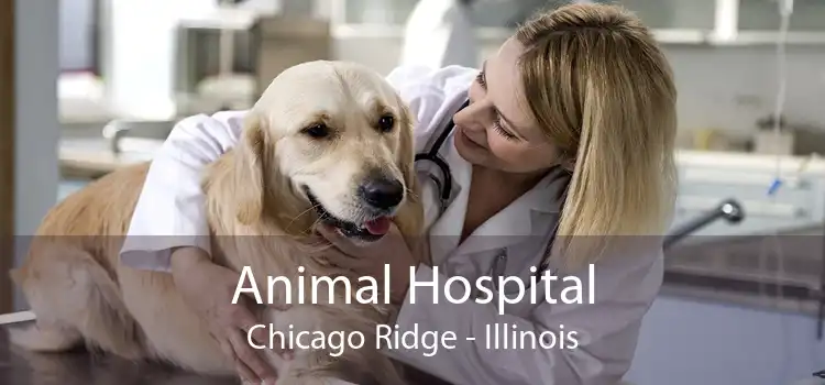 Animal Hospital Chicago Ridge - Illinois