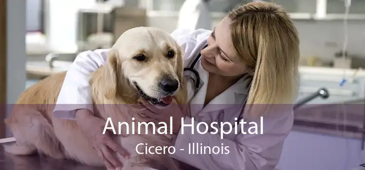 Animal Hospital Cicero - Illinois