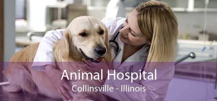 Animal Hospital Collinsville - Illinois