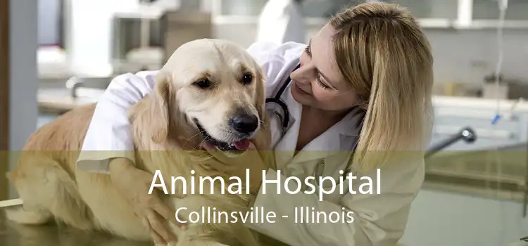 Animal Hospital Collinsville - Illinois