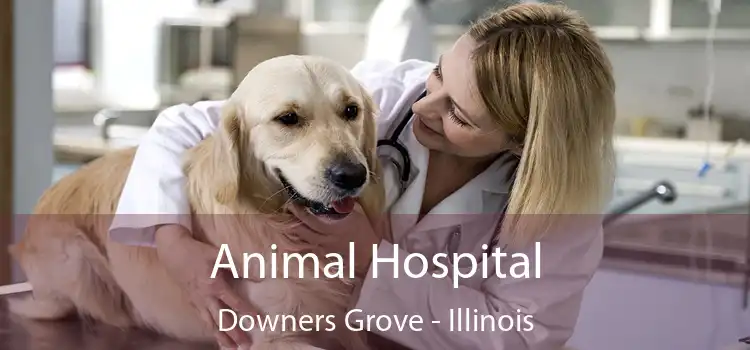 Animal Hospital Downers Grove - Illinois