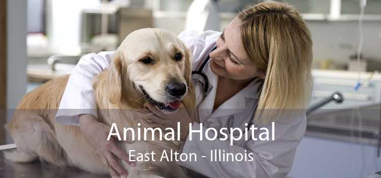 Animal Hospital East Alton - Illinois