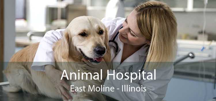 Animal Hospital East Moline - Illinois