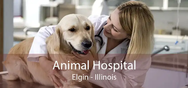 Animal Hospital Elgin - Illinois