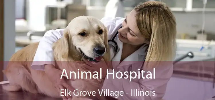 Animal Hospital Elk Grove Village - Illinois