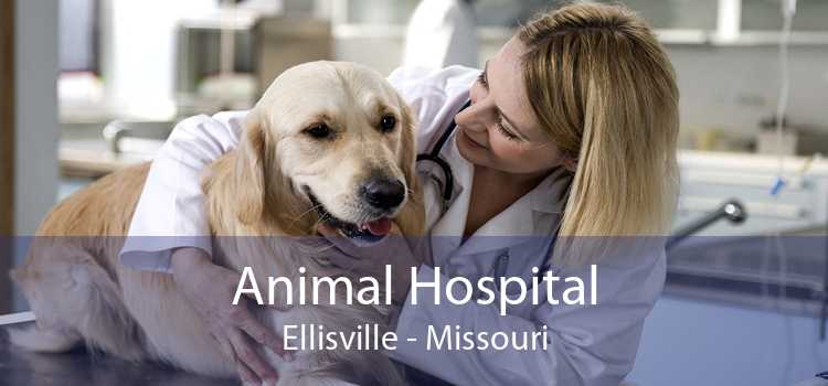 Animal Hospital Ellisville - Missouri