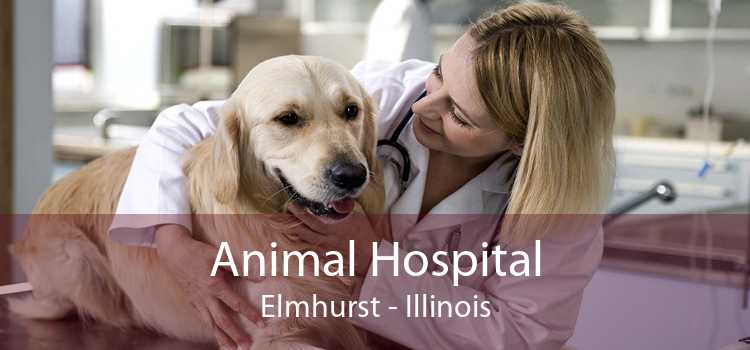 Animal Hospital Elmhurst - Illinois