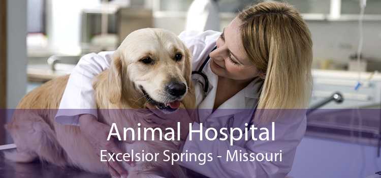 Animal Hospital Excelsior Springs - Missouri