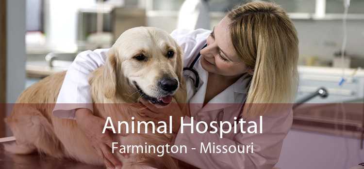 Animal Hospital Farmington - Missouri