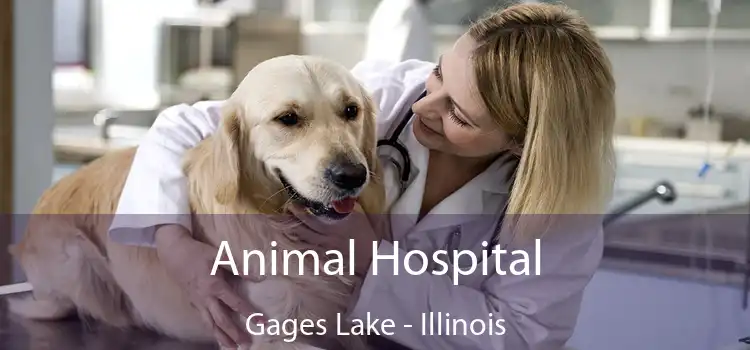 Animal Hospital Gages Lake - Illinois