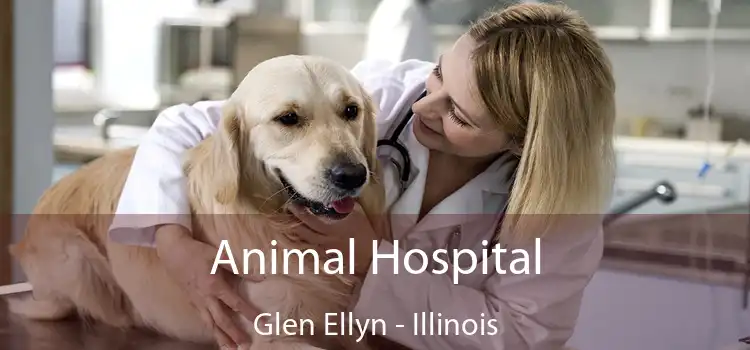 Animal Hospital Glen Ellyn - Illinois