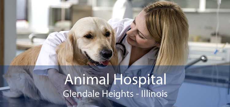 Animal Hospital Glendale Heights - Illinois
