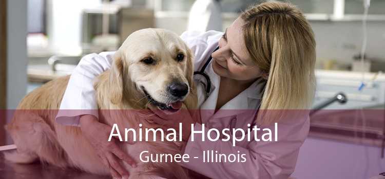 Animal Hospital Gurnee - Illinois