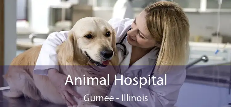 Animal Hospital Gurnee - Illinois