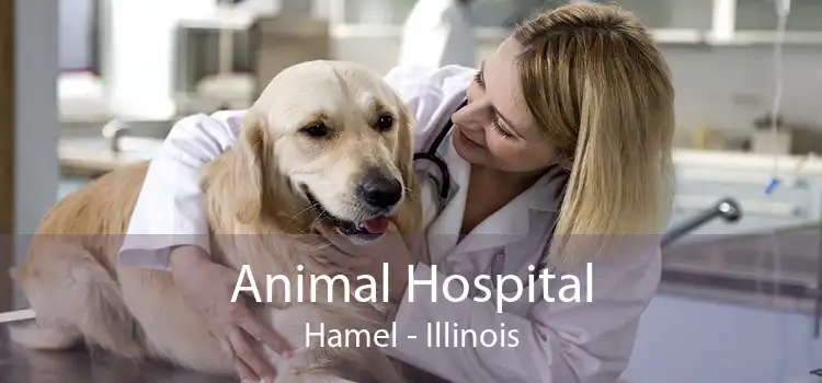Animal Hospital Hamel - Illinois