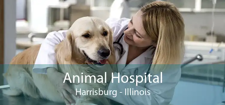 Animal Hospital Harrisburg - Illinois