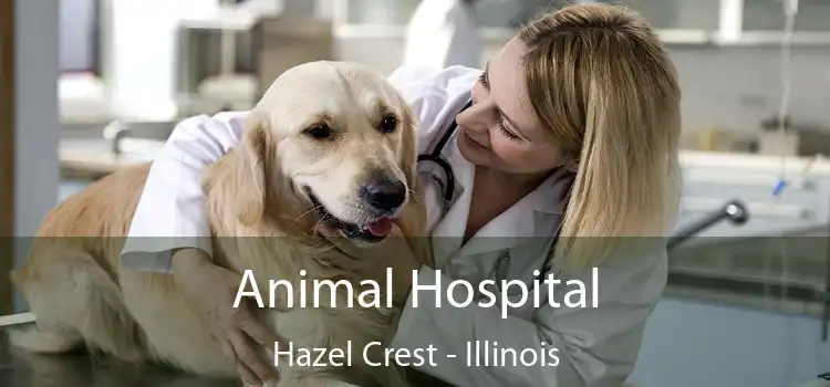 Animal Hospital Hazel Crest - Illinois