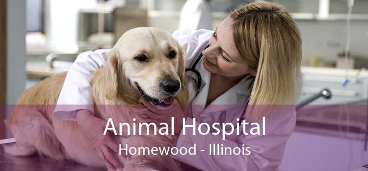 Animal Hospital Homewood - Illinois