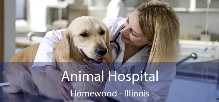 Animal Hospital Homewood - Illinois